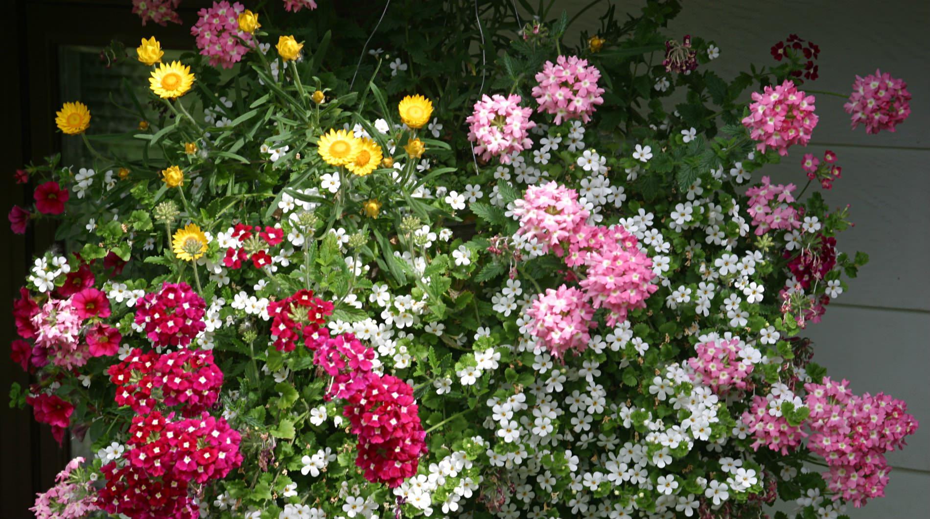 Picture of flowers.